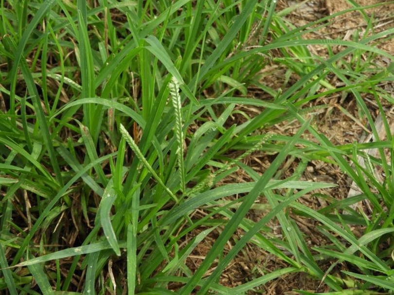 Indiai Aszályfű - Indiai aszály köles, Eleusine indica, amaránt, gabona